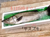 【送料無料】本日発送！宮崎県産の ”平スズキ” （1.55kg)