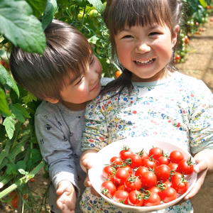 【月2回定期便・通常の10％off】出汁の旨味がぎゅ～詰まった濃厚ミニトマト