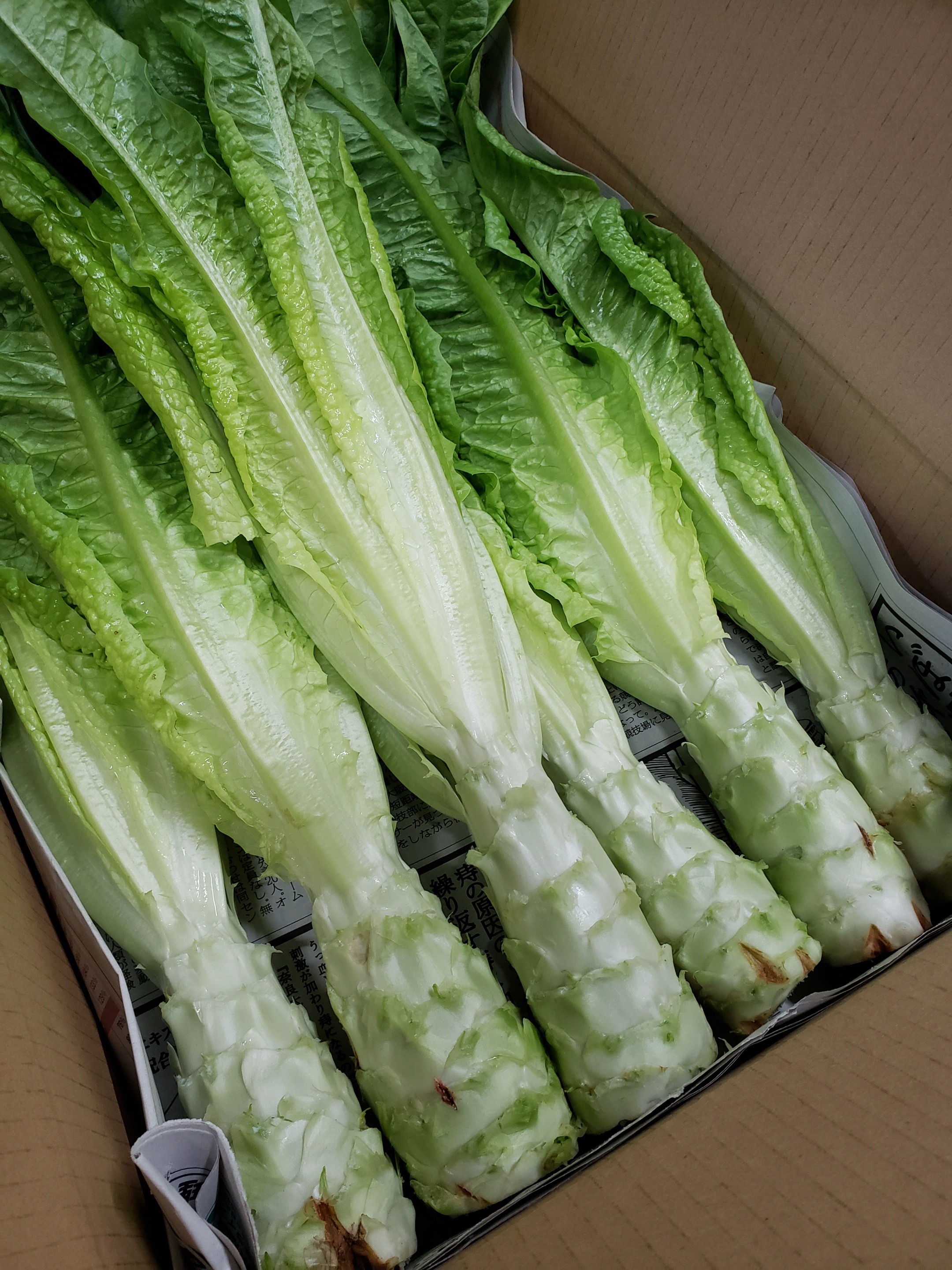 茎レタスの産直通販・お取り寄せ商品｜ポケットマルシェ｜産地