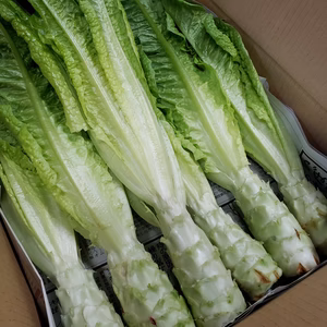 コリコリ食感がやみつき！茎レタス　葉付き1㎏