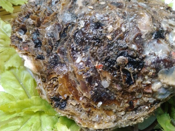 旨味の祝い！天然殻つき岩がき(大サイズ)