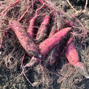 【宮崎発】熟成2ヶ月紅はるか 5.0kg サイズ混合