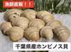 緊急値下げ！！ホンビノス貝【3kg】