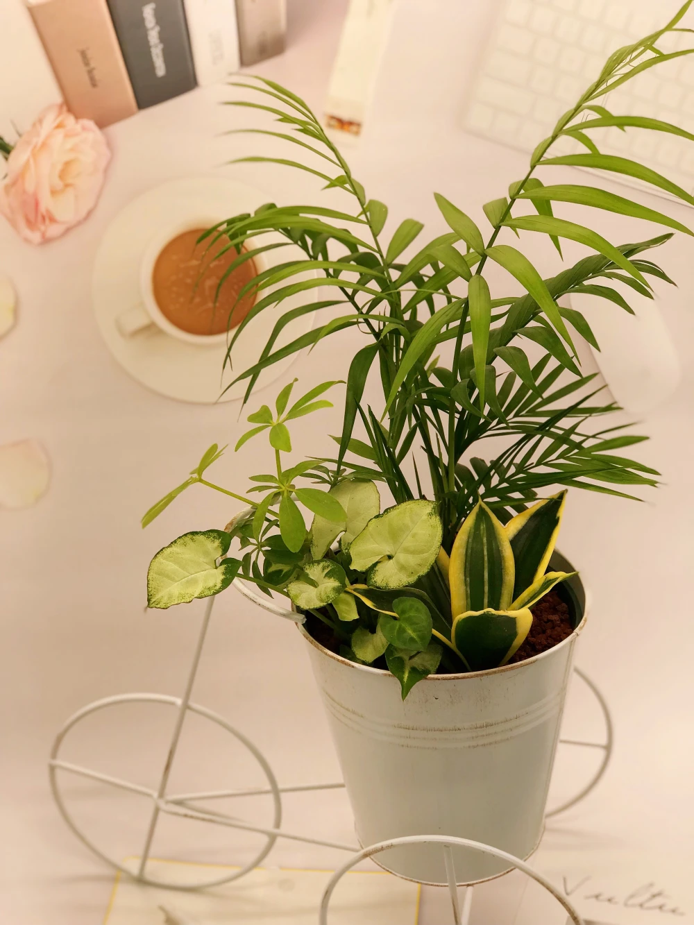 【お中元ギフト】幸せを運ぶ観葉植物の三輪車おまかせ寄せ植え（3～4品種）