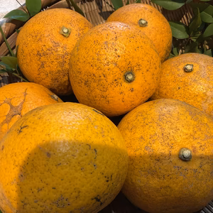   八朔　キズ　B級　無農薬　自然肥料　除草剤不使用　家庭用　わけあり