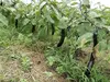 自然農法 農家の茄子ジャム ２個セット