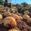 秋の新じゃが✨長崎を代表するじゃがいも　ニシユタカ‼️