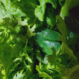 JAS有機春一番の高原野菜をクールでお届け✨信州諏訪湖の畔から