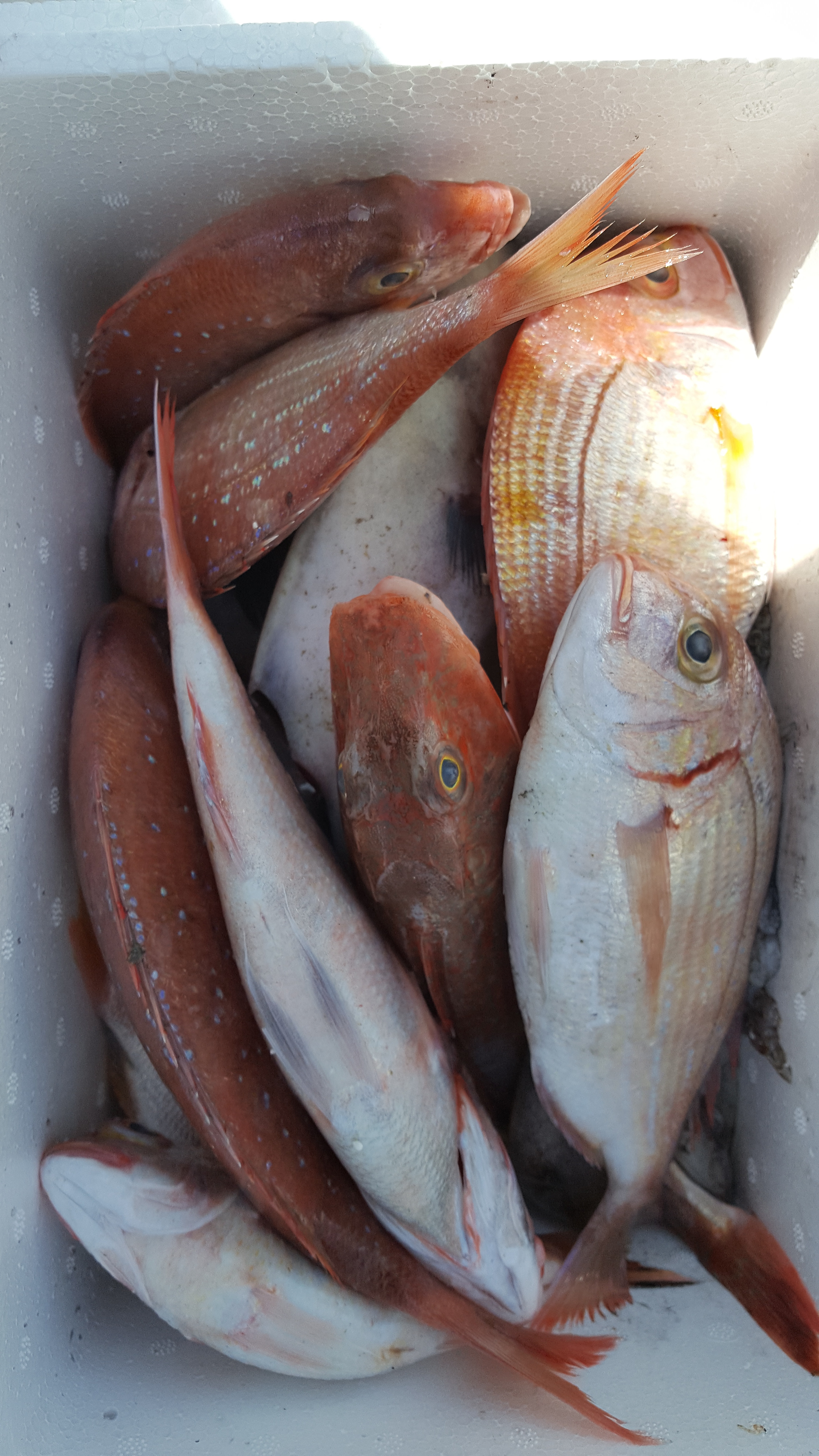 鮮魚詰めセット 刺身可能 漁に出られ次第の発送 農家漁師から産地直送の通販 ポケットマルシェ