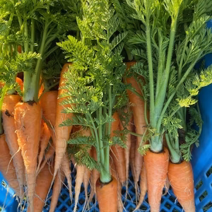 無農薬ミニ人参 葉っぱ付き 小さめ EM自然農法