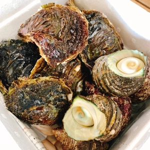 大入島産❗️岩牡蠣&サザエ/BBQセット❗️(生食可)