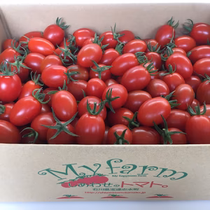 【ギフト用】おいしくて止まらない！しあわせのトマト（アイコ）