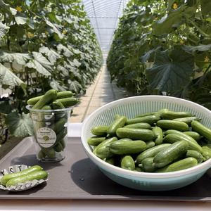 フルーツのような甘さ！パリパリ！おやつ・おつまみに最適「岩瀬ＳＮＡＣＫきゅうり」