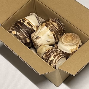 里芋　海老芋の親芋　1.6kg入り　60サイズで発送