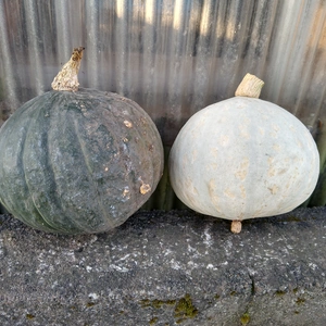 ２種類の無農薬かぼちゃの食べ比べ＋無農薬にんにくセット