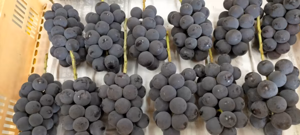 葡萄の王様『巨峰(種無し)』(秀品)！