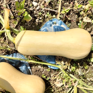 まろあじ 食べ切りバターナッツかぼちゃ(カボチャ、南瓜)