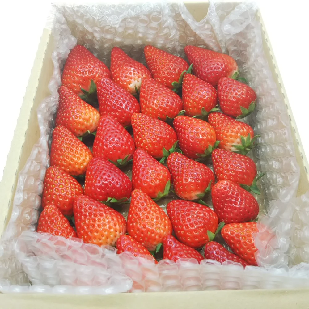 【5月31日最終発送！】【大感謝セール！】【中粒以上いちご】