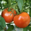 自然栽培完熟大玉トマト8〜10月限定1.5kg[４０歳からの大人のトマト]