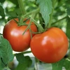 自然栽培完熟大玉トマト8〜10月限定1.5kg[４０歳からの大人のトマト]