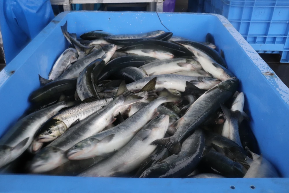 北海道!! 宗谷の網元直送 「銀毛生秋鮭」 一本そのまま‼ 約4.0Kg／１尾