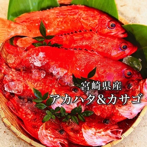 【送料無料】「アカハタ&カサゴ」の高級魚２種セット（２kg）