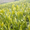 【限定8】新茶八女茶2本セット送料込み1080円｜農家直送