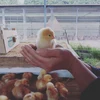 山で自然養鶏 平飼有精卵40個「ほんまの卵」