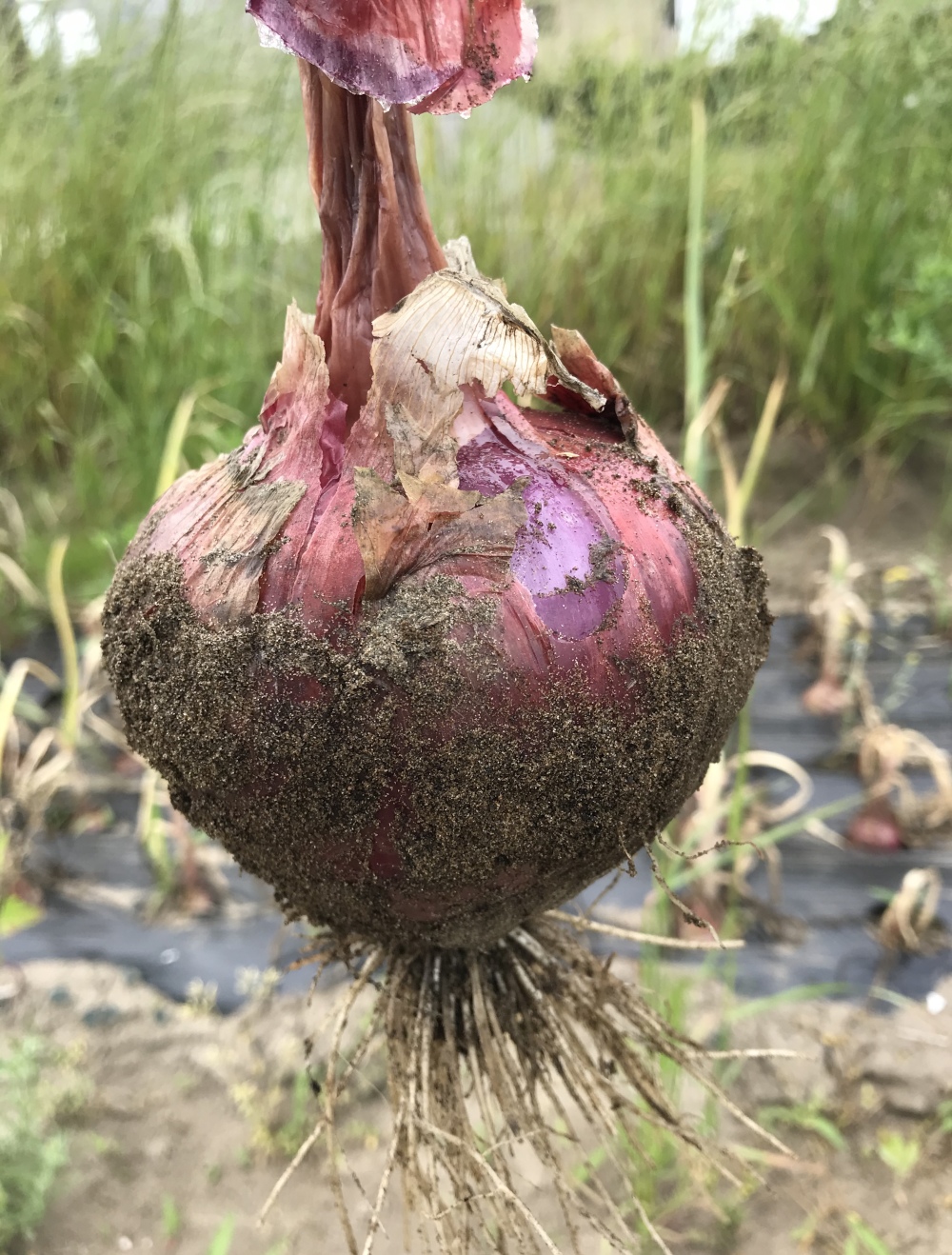 化学農薬 化学肥料不使用 珍しい紫玉ねぎ 農家漁師から産地直送の通販 ポケットマルシェ