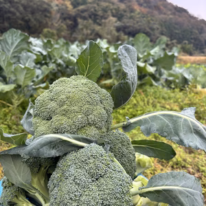 岡山県産朝採りブロッコリー