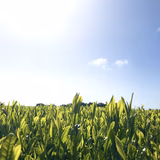 茶園アウラ | 茶園アウラ