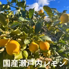 「瀬戸内産国産レモン」訳なし！！