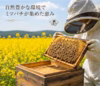 ポリフローラルハニー野草百花はちみつ600㌘