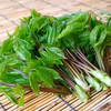 《予約受付》採れたて山菜天然こしあぶら  天ぷら・混ぜごはん等で