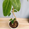 ［在庫］　フィカス　アルテシマ　曲がり　観葉　室内　ゴムの木　人気
