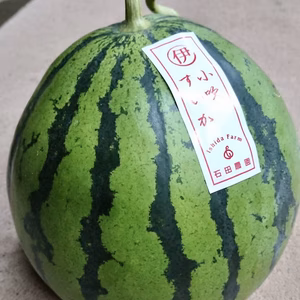 幻の伊勢吉西瓜/小吹スイカLサイズ4.7~6.5kg A品