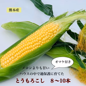 【4月17日発送開始】ハウスの中で過保護に育てた最高糖度２０度超えのとうもろこし