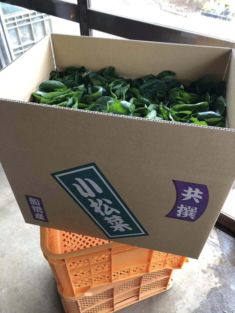 西船橋ひらの農園産　『船橋ブランド小松菜』