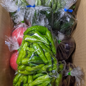 丸ナス、キュウリ、インゲン、トマト、シシトウ