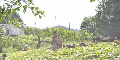 このりんご園の根っこ婆となり見守ってほしい