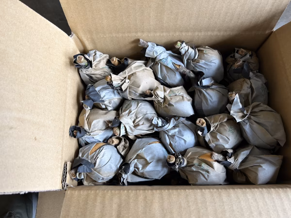 房州産枇杷   潮風いっぱい