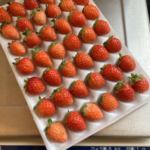 夏秋イチゴ☆42粒☆☆すずあかね