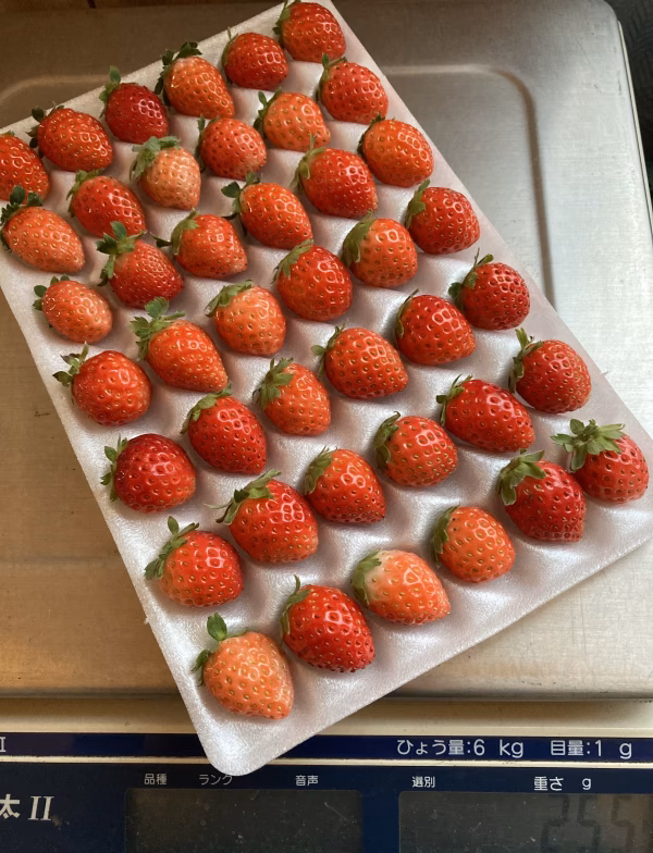 夏秋イチゴ☆42粒☆☆すずあかね