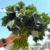 （2品種）さつまいも【苗】茨城県産