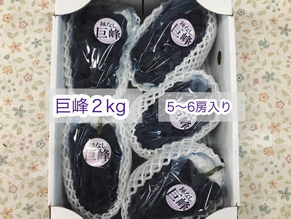 【訳あり】　家庭用、種なし　甘さが濃縮された宮崎の【小】さな【巨峰】