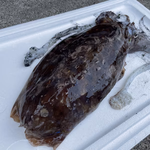 【魚突き】コブシメイカ1.8kg