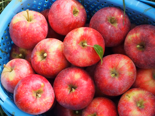 長野県限定栽培の夏りんご！シナノリップ/冷蔵便/特別栽培/ネオニコ系農薬不使用