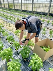 フレッシュ 沖縄県産 レモングラス 茎 農家漁師から産地直送の通販 ポケットマルシェ