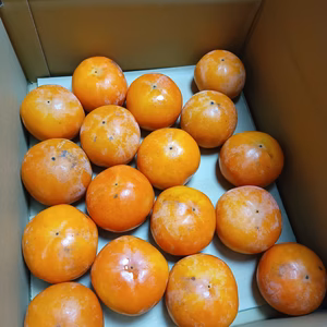 農家から直送　和歌山県産　富有柿7.5㎏ 送料無料　ご家庭用（訳アリ）