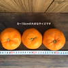 加工向き！果汁の多い大きなみかん【減農薬】8kg